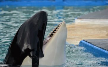 balina orca lolita öldü