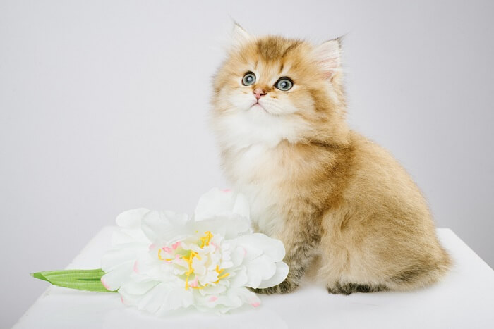 British Longhair kedisi - İngiliz uzun tüylü kedi.