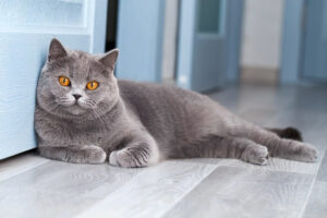 British Shorthair kedisi