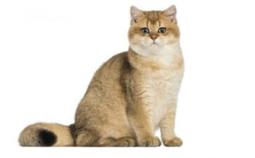 British Shorthair kedisi - İngiliz kısa tüylü kedi