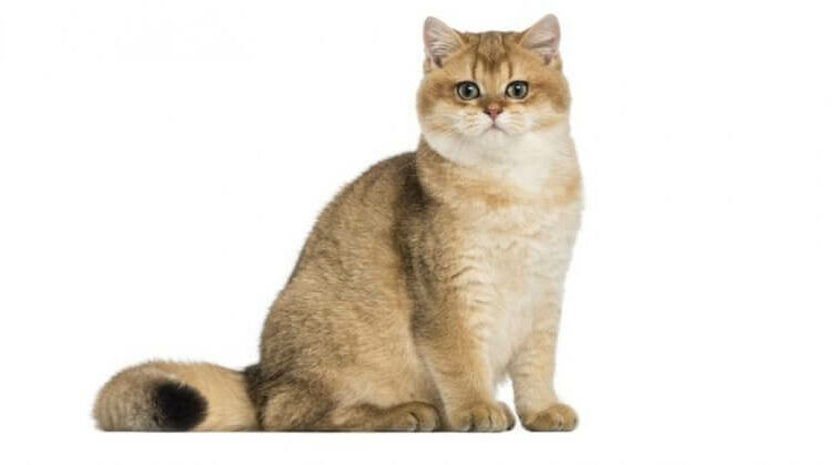 British Shorthair kedisi - İngiliz kısa tüylü kedi