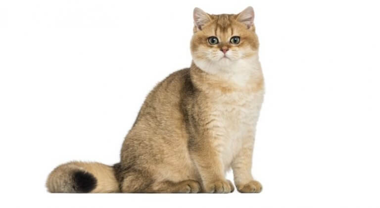 British Shorthair kedisi - İngiliz kısa tüylü kedi