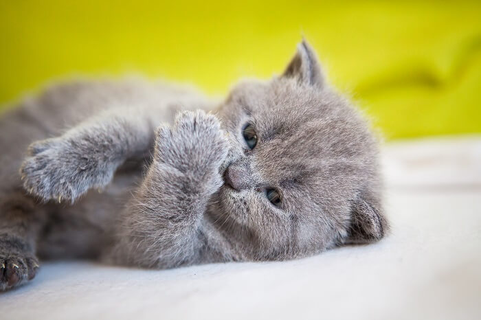 Chartreux Kedisi  Özellikleri ve Yavrusu: Minik Gri Güzellik  