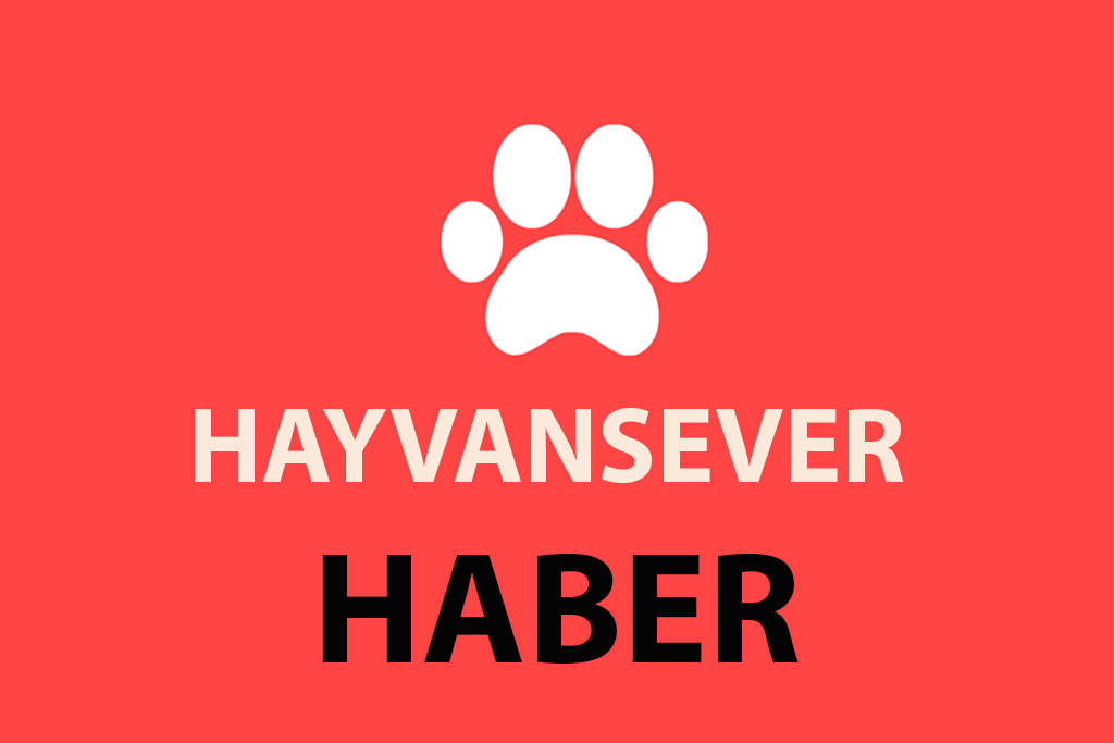 Hayvansever Haber kategori logosu